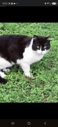 Lost Male Cat last seen Eagles peak, Canyon Lake, TX 78623