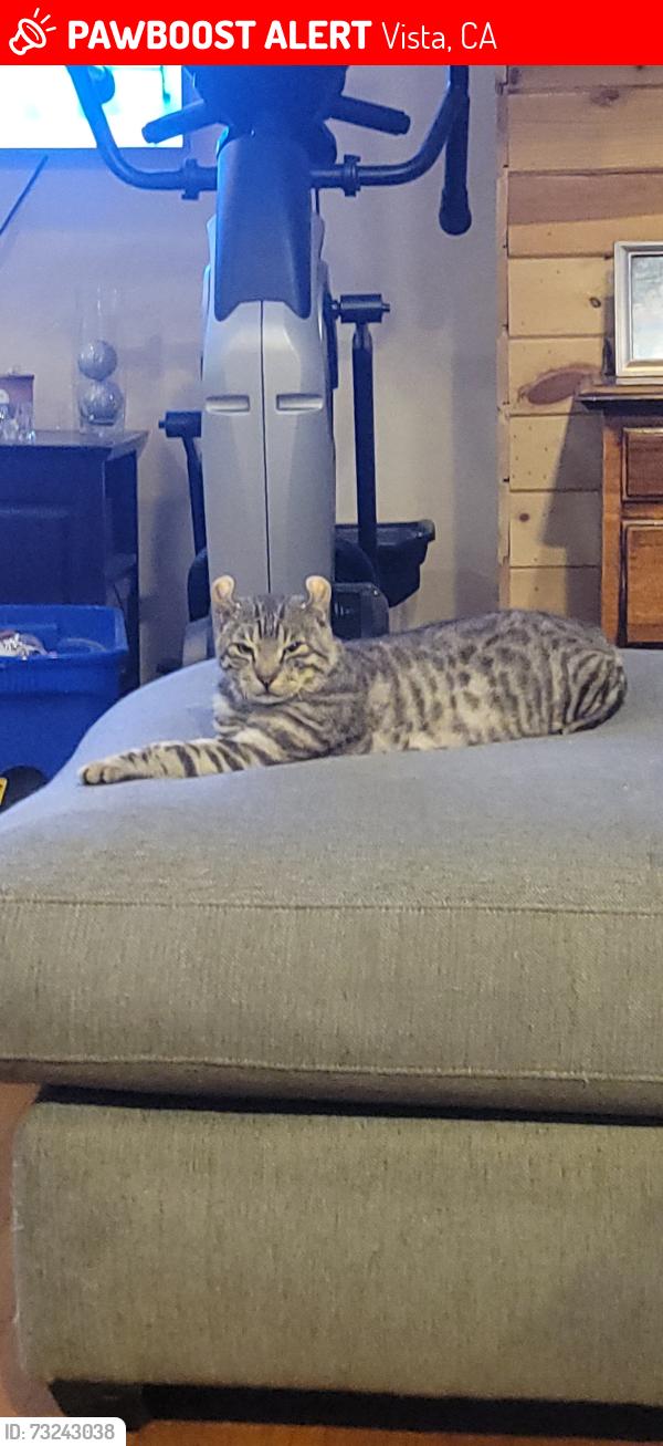 Lost Male Cat last seen Plymouth Dr and knoll, Vista, CA 92083