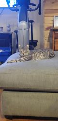 Lost Male Cat last seen Plymouth Dr and knoll, Vista, CA 92083