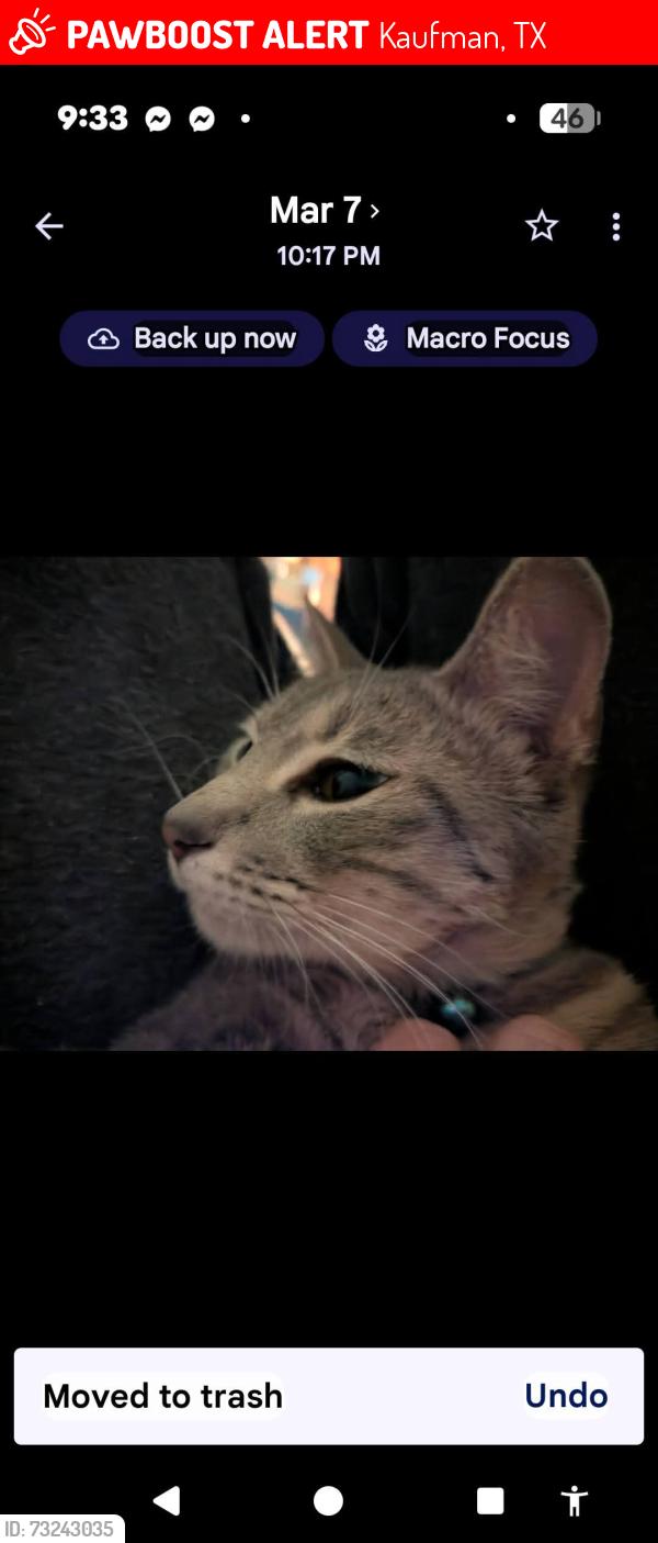 Lost Male Cat last seen Kaufman City lake Park, Kaufman, TX 75142