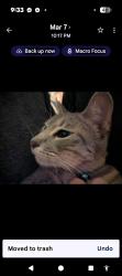 Lost Male Cat last seen Kaufman City lake Park, Kaufman, TX 75142