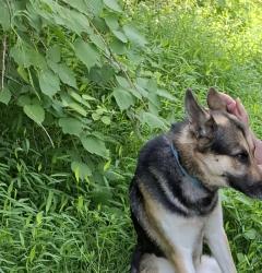 Found/Stray Male Dog last seen Brandywine hosp, fisherville road, Caln Township, PA 19320