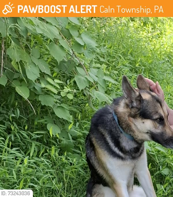 Found/Stray Male Dog last seen Brandywine hosp, fisherville road, Caln Township, PA 19320