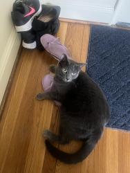 Reunited Female Cat last seen Dutch Village, Albany, NY 12204