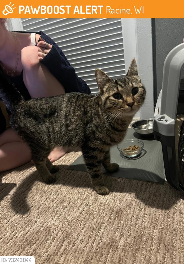 Found/Stray Unknown Cat last seen LaSalle St and Gould Street Racine,WI, Racine, WI 53404