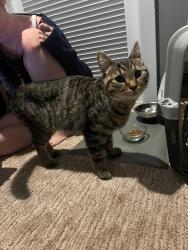 Found/Stray Unknown Cat last seen LaSalle St and Gould Street Racine,WI, Racine, WI 53404