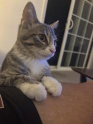 Reunited Male Cat last seen Near Lincoln village circle, Larkspur, CA 94939