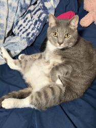 Lost Male Cat last seen Pavilion Dr, Gaithersburg, MD 20878