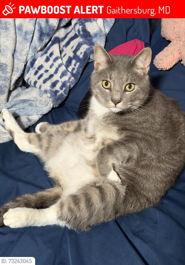 Lost Male Cat last seen Pavilion Dr, Gaithersburg, MD 20878
