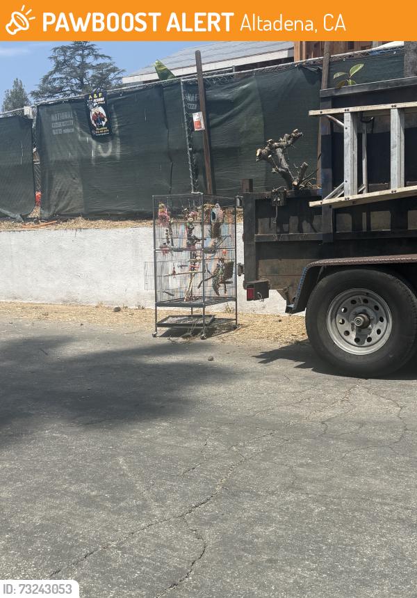 Found/Stray Unknown Bird last seen Morengo Avenue, Altadena, CA 91001