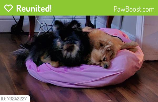 Reunited Unknown Dog last seen Hawthorn Dr, Brentwood, CA 94513, EE. UU., Brentwood, CA 94513