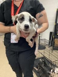Shelter Stray Female Dog last seen Near Ash Crescent St., East District, TX, 355 Hillshire Dr, Haslet, TX 76052, USA