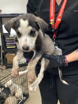 Shelter Stray Female Dog last seen Near Ash Crescent St., East District, TX, 355 Hillshire Dr, Haslet, TX 76052, USA
