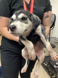 Shelter Stray Female Dog last seen Near Ash Crescent St., East District, TX, 355 Hillshire Dr, Haslet, TX 76052, USA