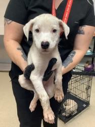 Shelter Stray Female Dog last seen Near Ash Crescent St., East District, TX, 355 Hillshire Dr, Haslet, TX 76052, USA