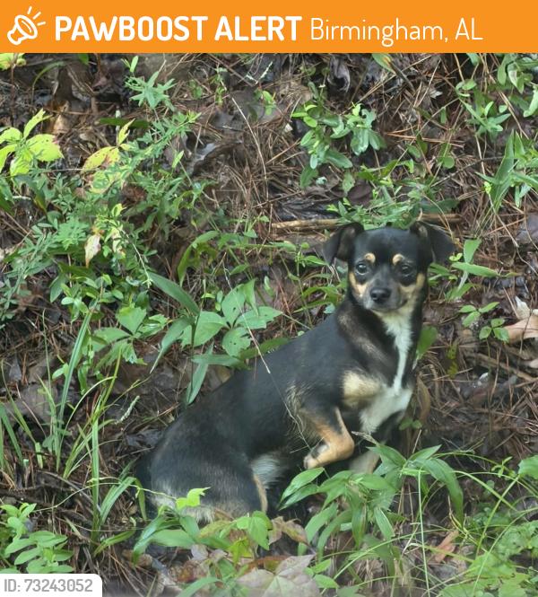 Found/Stray Female Dog last seen Brae Trail, Birmingham, AL 35242