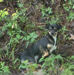 Found/Stray Female Dog last seen Brae Trail, Birmingham, AL 35242