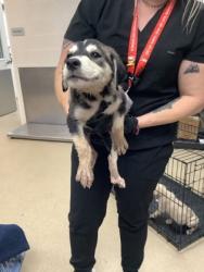 Shelter Stray Male Dog last seen Near Ash Crescent St., East District, TX, 355 Hillshire Dr, Haslet, TX 76052, USA