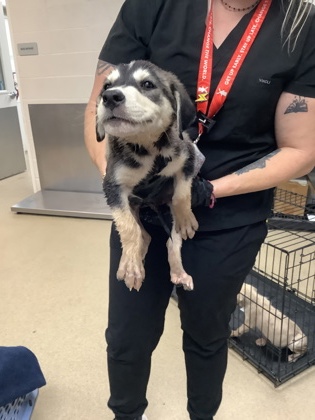 Shelter Stray Male Dog last seen Near Ash Crescent St., East District, TX, 355 Hillshire Dr, Haslet, TX 76052, USA