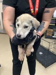 Shelter Stray Female Dog last seen Near Ash Crescent St., East District, TX, 355 Hillshire Dr, Haslet, TX 76052, USA