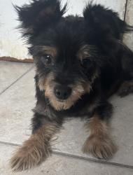 Reunited Unknown Dog last seen 36th between Australian and Broadway, West Palm Beach, FL 33407
