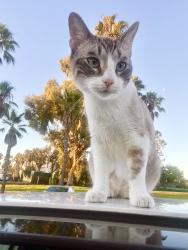 Lost Male Cat last seen Grand Ave and Carlsbad Blvd Near Ocean Palms Beach Resort, Carlsbad, CA 92013