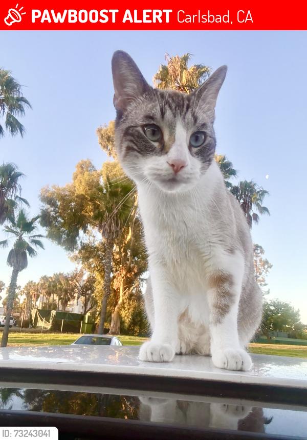 Lost Male Cat last seen Grand Ave and Carlsbad Blvd Near Ocean Palms Beach Resort, Carlsbad, CA 92013