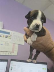Shelter Stray Male Dog last seen Near Edna Ave, CITY of El Paso, TX, 5001 Fred Wilson Ave, El Paso, TX 79906, USA