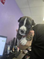 Shelter Stray Male Dog last seen Near Edna Ave, CITY of El Paso, TX, 5001 Fred Wilson Ave, El Paso, TX 79906, USA