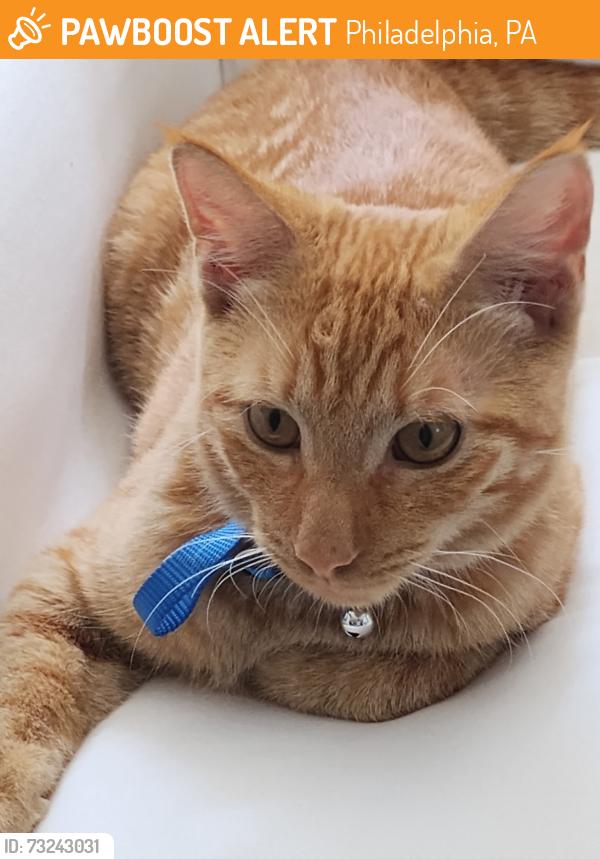 Found/Stray Male Cat last seen Frankford transportation center, Philadelphia, PA 19124