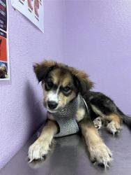Shelter Stray Male Dog last seen Near HORIZON BLVD, Horizon, TX, 5001 Fred Wilson Ave, El Paso, TX 79906, USA