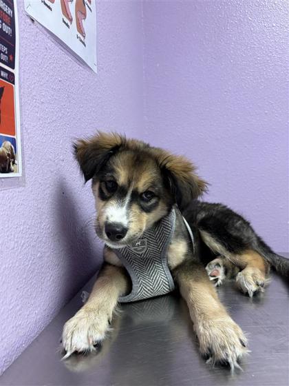 Shelter Stray Male Dog last seen Near HORIZON BLVD, Horizon, TX, 5001 Fred Wilson Ave, El Paso, TX 79906, USA