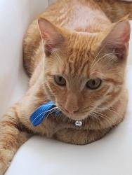 Found/Stray Male Cat last seen Frankford transportation center, Philadelphia, PA 19124
