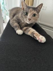 Lost Female Cat last seen Bates Crossing in Seville, Seville, OH 44273