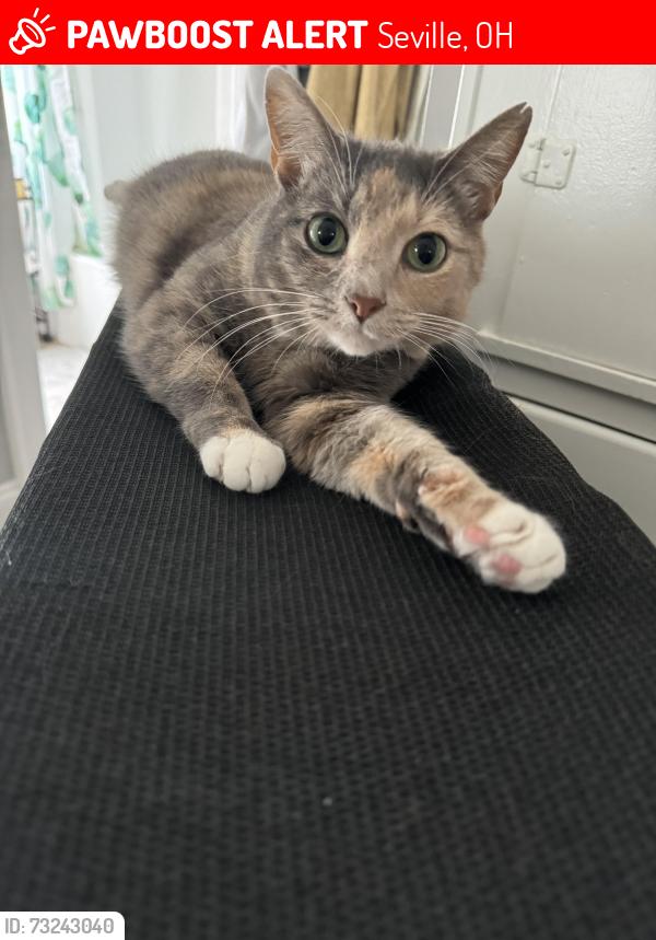 Lost Female Cat last seen Bates Crossing in Seville, Seville, OH 44273