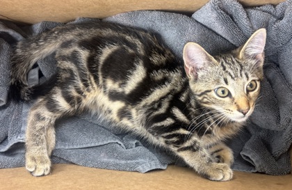Shelter Stray Female Cat last seen Near Lavista Rd, Decatur, GA 30033, 30033, GA, 3280 Chamblee Dunwoody Rd, Chamblee, GA 30341, USA