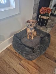 Reunited Male Dog last seen Hereford blvd and lowline and Dexter, Clarksville, TN 37043