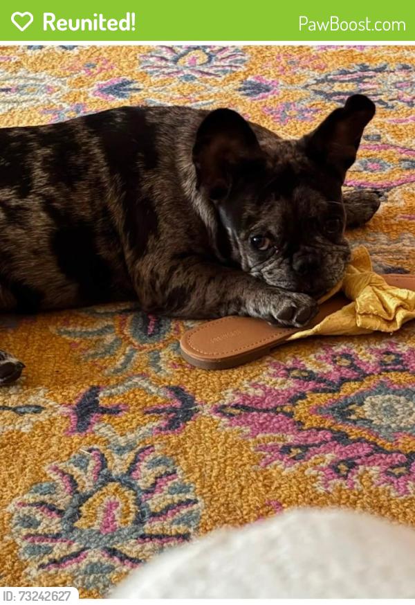 Reunited Male Dog last seen Harless, Odessa, TX 79761