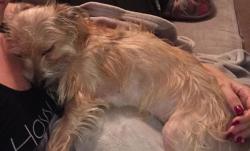 Reunited Male Dog last seen Near sequoia cir, Wildomar, CA 92595