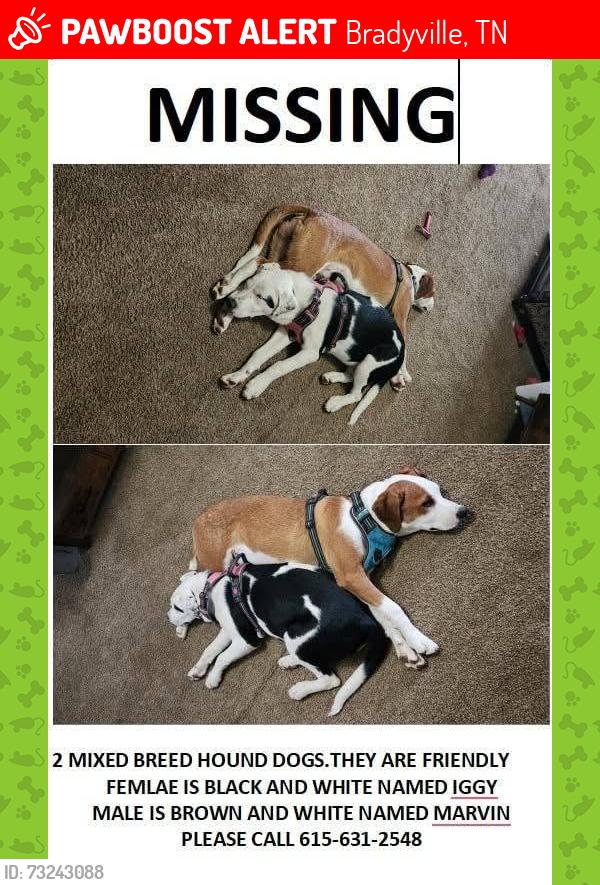 Lost Male Dog last seen dickens hill, Bradyville, TN 37026