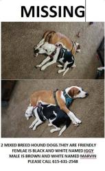 Lost Male Dog last seen dickens hill, Bradyville, TN 37026