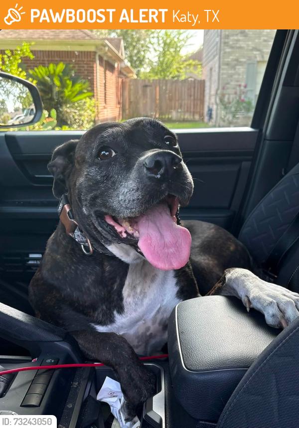 Found/Stray Female Dog last seen Spring TX Family dollar, Katy, TX 77493