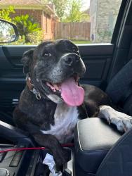Found/Stray Female Dog last seen Spring TX Family dollar, Katy, TX 77493