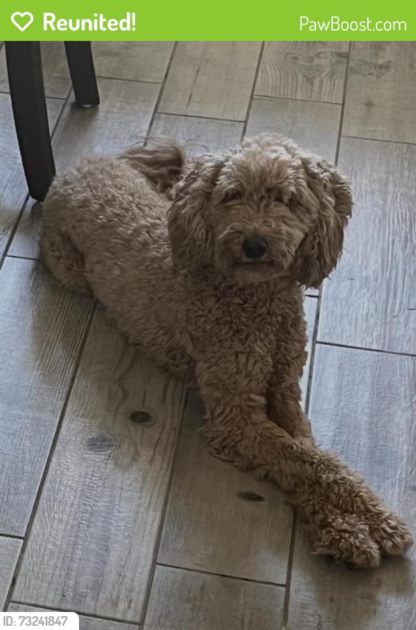 Reunited Female Dog last seen Briarwood Lane, Hurst, Tx, Hurst, TX 76053