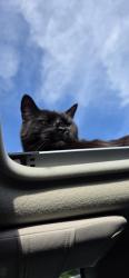 Lost Male Cat last seen Katy win trailer park, Johnson, VT 05656