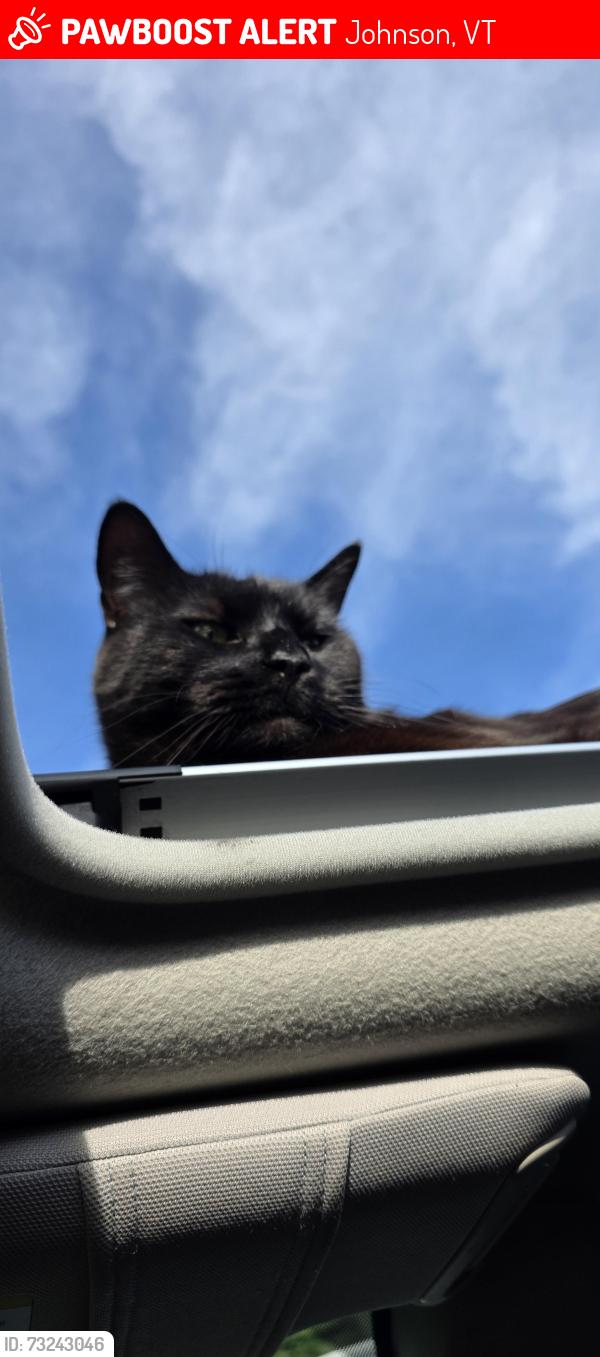 Lost Male Cat last seen Katy win trailer park, Johnson, VT 05656