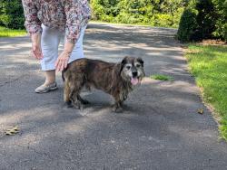 Found/Stray Male Dog last seen Amylee Trail in Kernersville, Kernersville, NC 27284