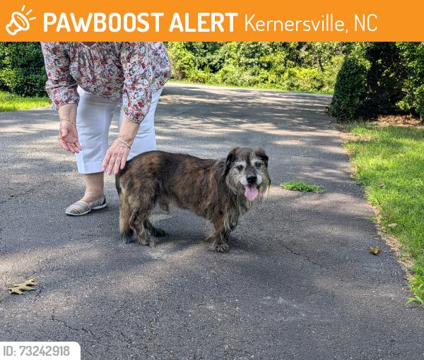 Found/Stray Male Dog last seen Amylee Trail in Kernersville, Kernersville, NC 27284