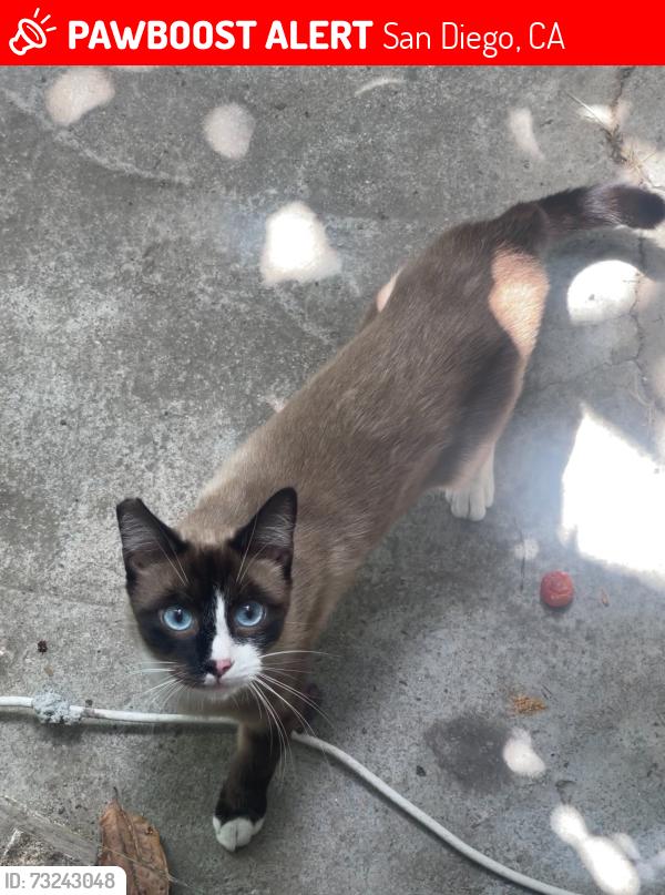 Lost Male Cat last seen Skyline Dr, San Diego, CA 92114
