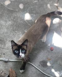 Lost Male Cat last seen Skyline Dr, San Diego, CA 92114